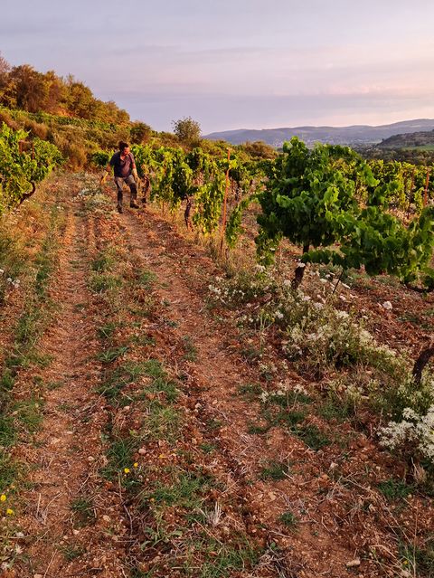 Rang de vigne en coteau au petit matin, une personne remontant l’inter-rang enherbé.