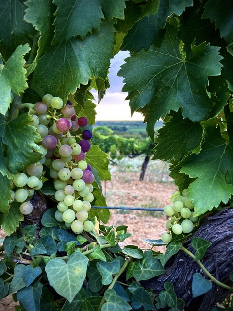 Une grappe de raisin en cours de véraison, entre les feuilles de la vigne et le lierre qui couvre le cep.