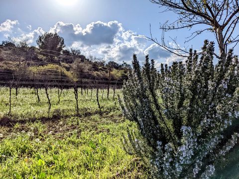 Un pied de romarin en fleur au bord d’une parcelle de vignes taillées, au printemps, sous un ciel nuageux.