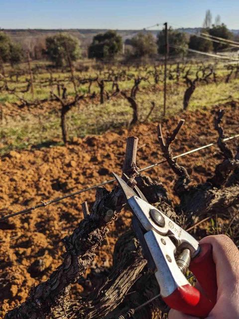 Sécateur à la main devant un cep taillé, dans une parcelle du domaine au repos hivernal.