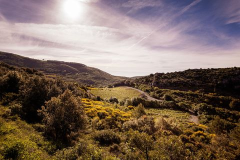 Une parcelle de vignes au creux d’un vallon boisé de garrigue, photographiée à contre-jour.