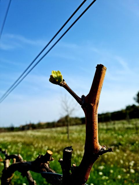 Un bourgeon de vigne au débourrement sur un sarment taillé, au-dessus d’un couvert végétal en fleurs.