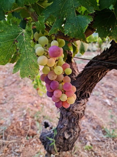 Grappe en pleine véraison sur un cep : baies vertes, roses et violettes mêlées.