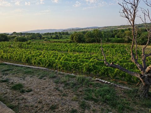 Les vignes du domaine au soleil couchant, un vieil arbre au premier plan et les collines des Côtes de Thongue à l’horizon.