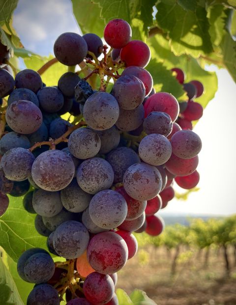 Grappe de raisin noir à maturité, pruinée, devant les rangs de vigne.