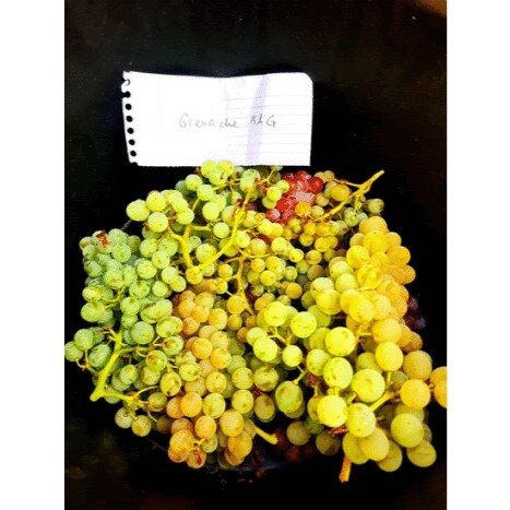 Prélèvement de raisins posé sur un plateau sombre, accompagné d’une étiquette manuscrite portant le nom de la parcelle.